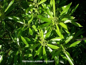 Tristaniopsis laurina 'Elegant' - foliage